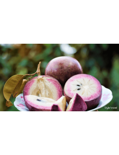 POMME AU LAIT-VU SUA LA BARQUETTE (ORIG.LAO)