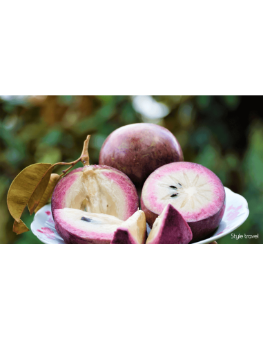 POMME AU LAIT-VU SUA LA BARQUETTE (ORIG.LAO)