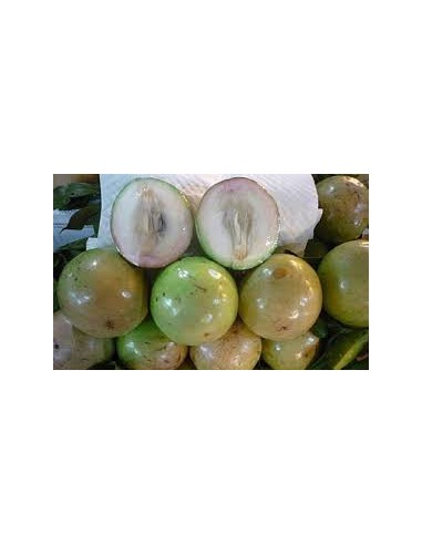 POMME AU LAIT-VU SUA LA BARQUETTE (ORIG.LAO)