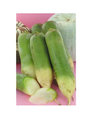 RADIS GREEN MEAT LE KILO (ORIG.ESPAGNE)