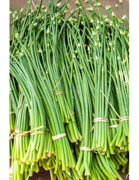 POUSSES D'AIL VERT FRAIS LE KILO (ORIG.CHINE)