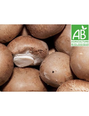 CHAMPIGNON BLOND PARIS LE KILO (ORIG.FRANCE)