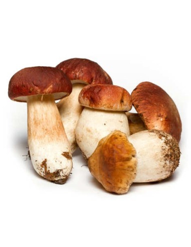 CHAMPIGNON CEPE LOZERE LE KILO (ORIG.FRANCE)