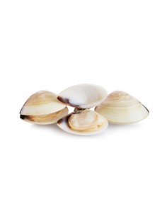 PALOURDE CLAM CUIT 40/60 VIET NAM 1KG*10/CT