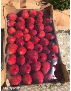 FRAISE EMIAN CAT1 250G (ORIG.ESPAGNE)