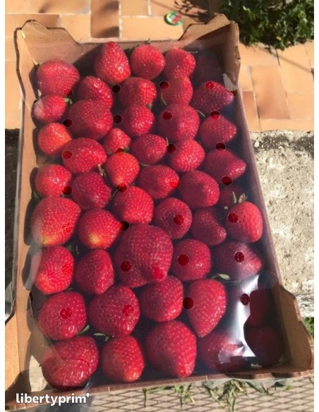 FRAISE EMIAN CAT1 250G (ORIG.ESPAGNE)