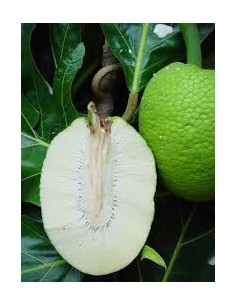 ARBRE A PAIN-SA KE LE KILO (ORIG.REPUBLIQUE DOMINICAINE)