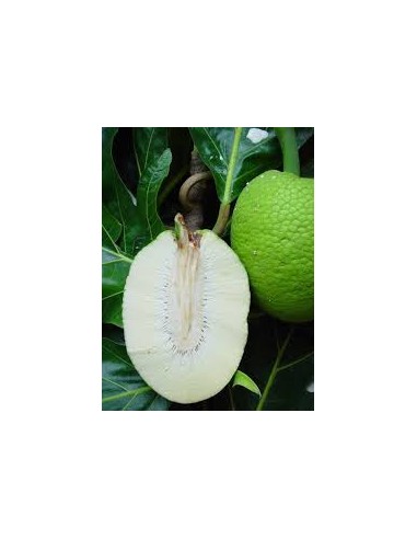 ARBRE A PAIN-SA KE LE KILO (ORIG.REPUBLIQUE DOMINICAINE)