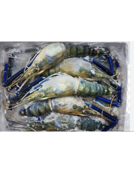 GAMBAS ENTIER 1/2 PSP 900G