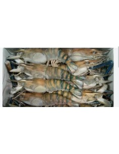 GAMBAS ENTIER 4/6 BLACK TIGER M.D.MONDE 750G