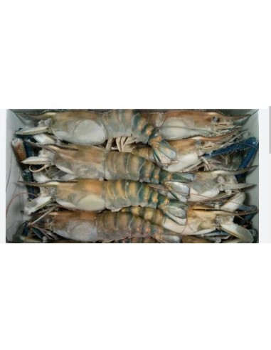 GAMBAS ENTIER 4/6 BLACK TIGER M.D.MONDE 750G