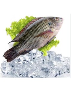 TILAPIA-CA PHI 600/800 4KG/CT