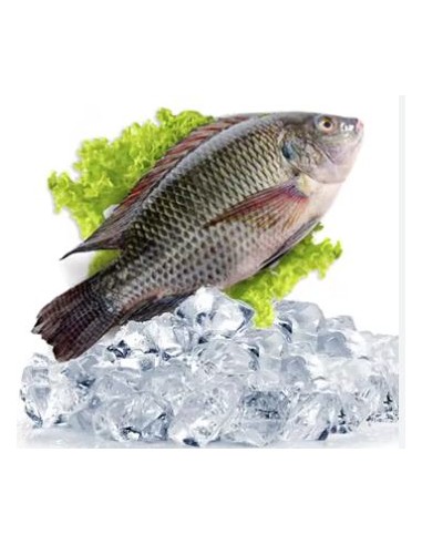 TILAPIA-CA PHI 600/800 4KG/CT