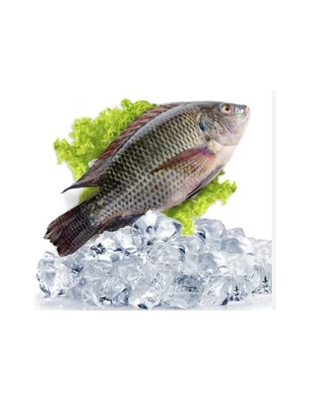 TILAPIA-CA PHI 600/800 4KG/CT