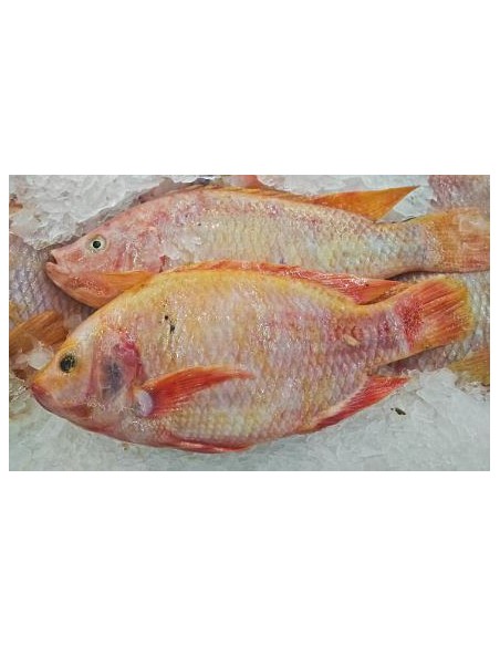 TILAPIA ROYAL-CA DIEU HONG 400/500 LE KILO