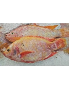 TILAPIA ROYAL-CA DIEU HONG 400/500 1KG*12/CT