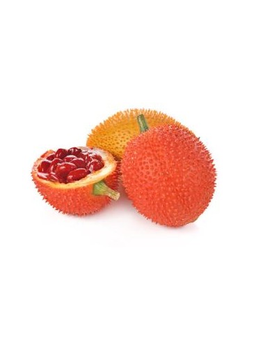 MOMORDIQUE GAC EXOSTAR 500G*20/CT