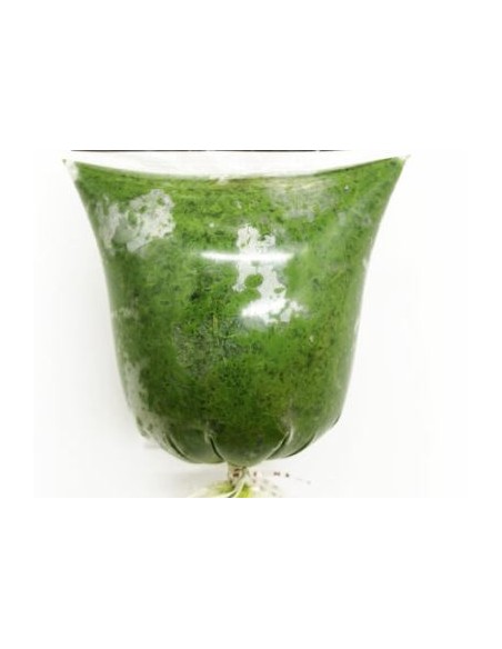 FEUILLE MANIOC HACHE YAKA 500G