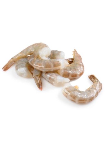 QUEUE CREV 36/40 SEA EMPIRE 1.4KG