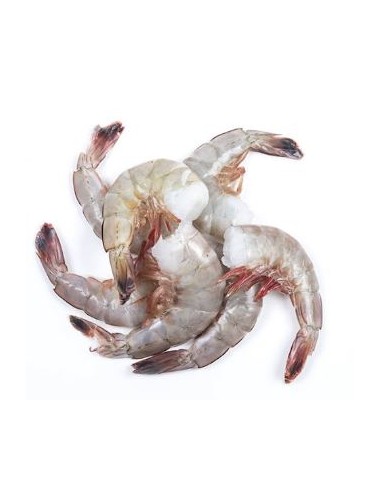 QUEUE CREV 36/40 SEA EMPIRE 1.4KG*6/CT