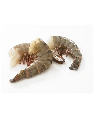 QUEUE CREV 31/40 TROPICAL 1.26KG*6/CT