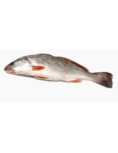 POISSON CAPITAINE ENTIER LE KILO