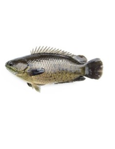 POISSON ANABAS- CA RO EXOSTAR 500G