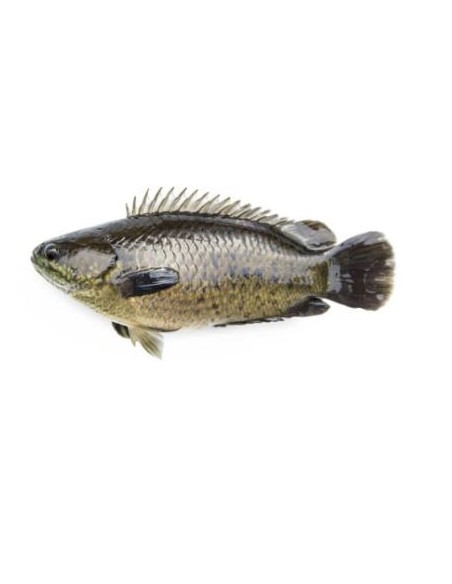POISSON ANABAS- CA RO EXOSTAR 500G