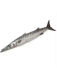 POISSON BARRACUDA 10KG/CT