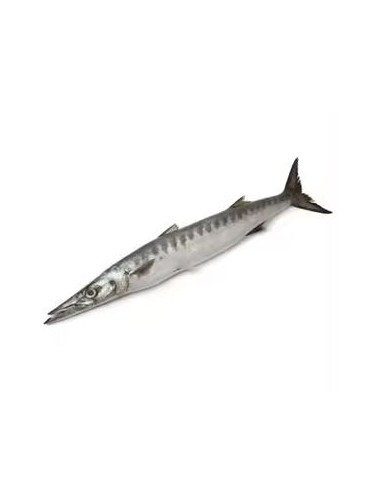 POISSON BARRACUDA 10KG/CT