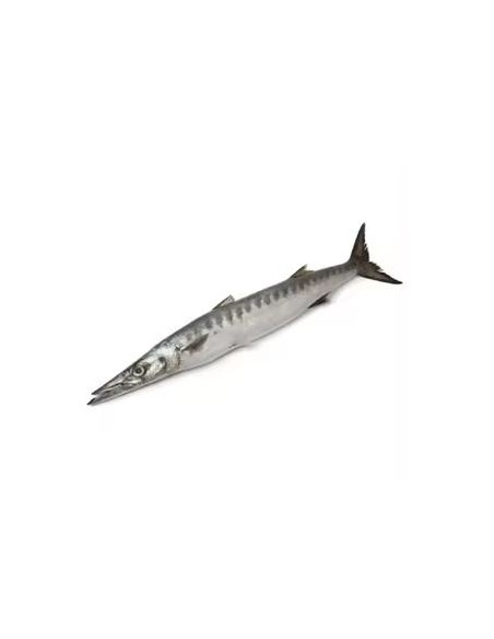 POISSON BARRACUDA 10KG/CT