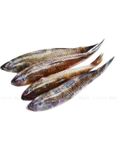 POISSON-CA BONG CAT EXOSTAR 500G