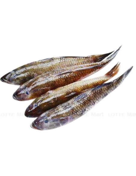 POISSON-CA BONG CAT EXOSTAR 500G