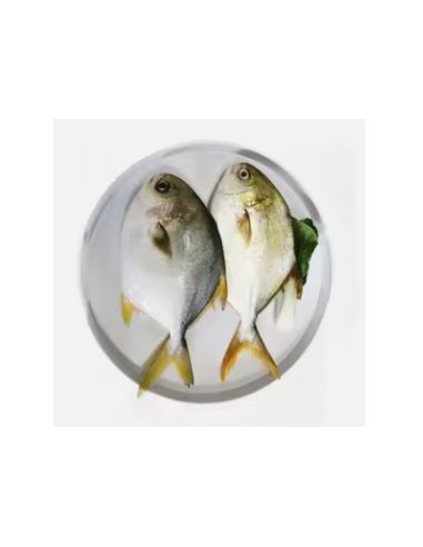POISSON POMFRET 1KG*10/CT