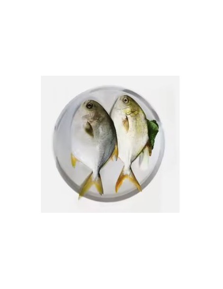 POISSON POMFRET 1KG*10/CT