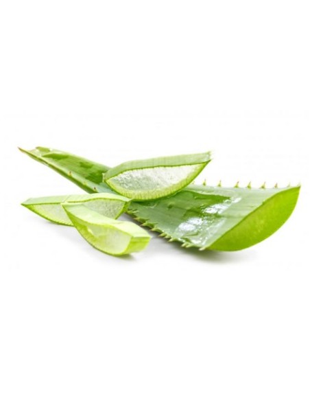 ALOE VERA BIO FRAIS LA PIECE
