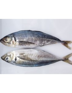 ANOLI MER CONG. PSP 454G