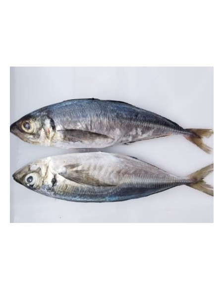 ANOLI MER CONG. PSP 454G