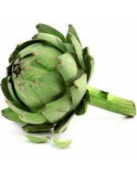 ARTICHAUT BLANC CALIB 15 LA PIECE (ORIG.ESPAGNE)