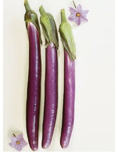 AUBERGINE VIOLETTE LE KILO (ORIG.ESPAGNE)