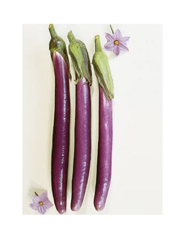 AUBERGINE VIOLETTE LE KILO (ORIG.ESPAGNE)