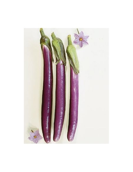 AUBERGINE VIOLETTE LE KILO (ORIG.ESPAGNE)