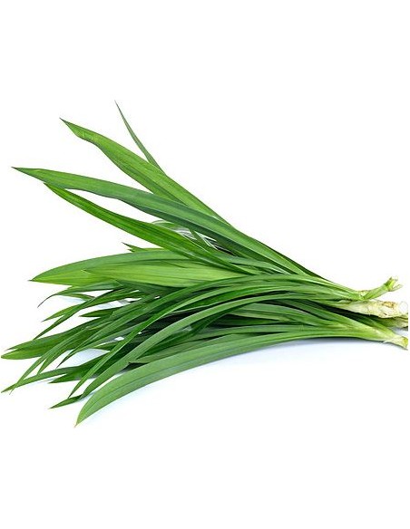 BAITEUIL PANDAN-LA DUA FRAIS 250G  (ORIG.THAILANDE)