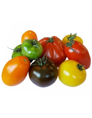 TOMATE SAVEUR D'ANTAN CAT1 LE KILO (ORIG.FRANCE)